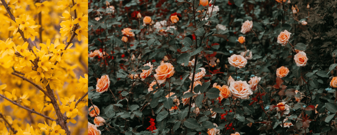 Jarní řezy růží